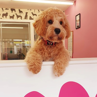 Photo associated with Shampooches-Groomers