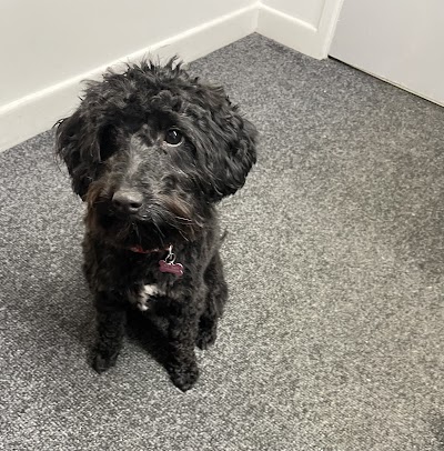 Photo associated with Country Tails Dog Grooming Wellingore