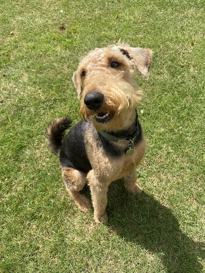 Photo associated with Country Tails Dog Grooming Wellingore
