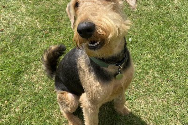 Photo associated with Country Tails Dog Grooming Wellingore
