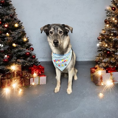 Photo associated with Bubbles & Barks Dog Groomers