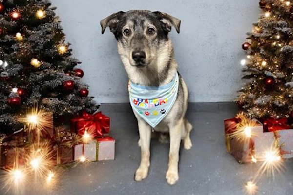 Photo associated with Bubbles & Barks Dog Groomers