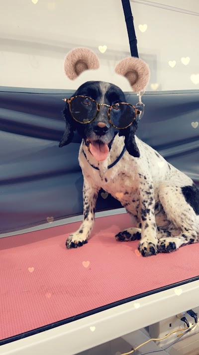Photo associated with Bubbles & Barks Dog Groomers