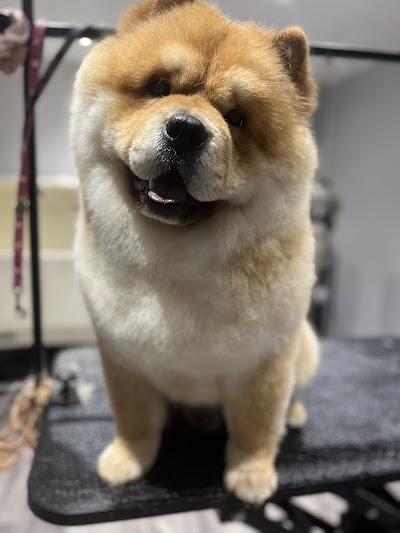 Photo associated with Zen dog grooming and spa