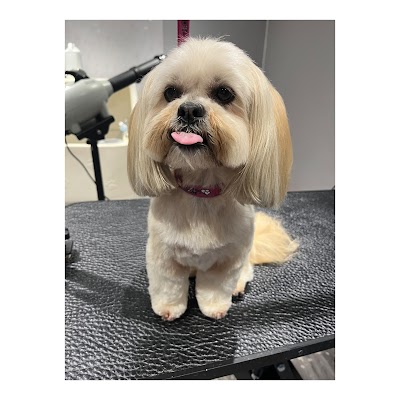 Photo associated with Zen dog grooming and spa