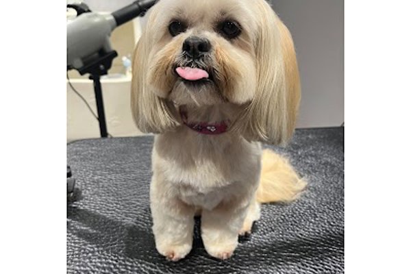 Photo associated with Zen dog grooming and spa