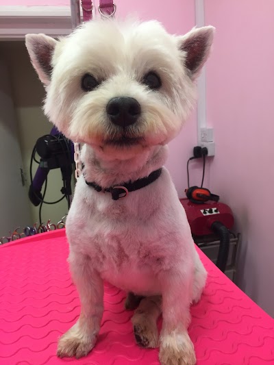 Photo associated with Woofleys Dog Grooming