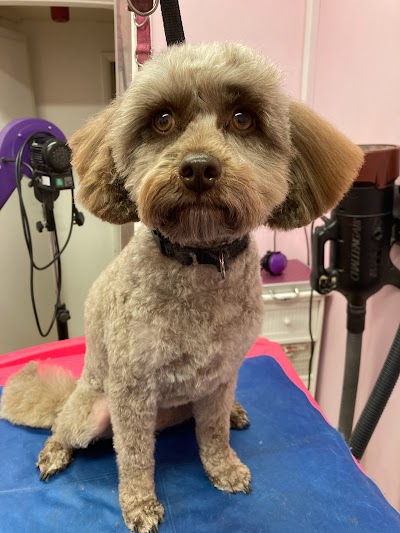 Photo associated with Woofleys Dog Grooming