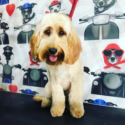 Photo associated with Shampooches Grooming Room