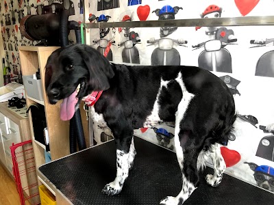 Photo associated with Shampooches Grooming Room