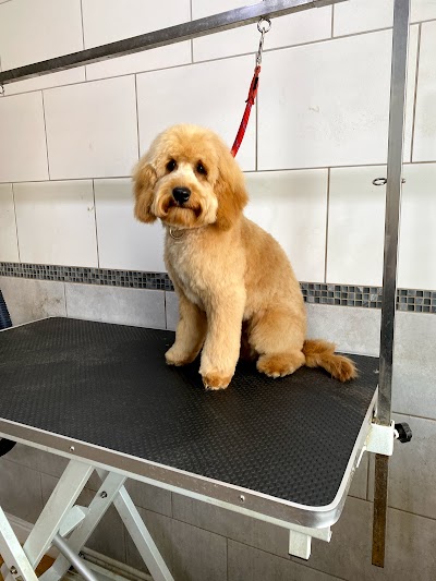 Photo associated with Shampooches Grooming Room
