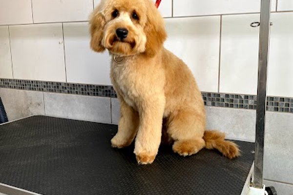 Photo associated with Shampooches Grooming Room
