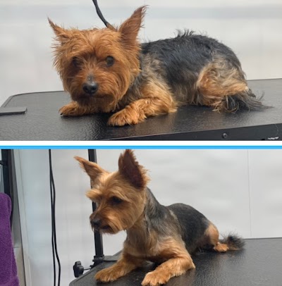 Photo associated with Wagging Wheels Mobile Dog Grooming