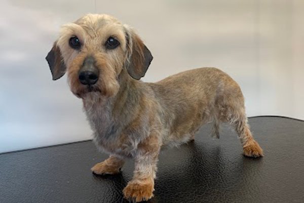 Photo associated with Wagging Wheels Mobile Dog Grooming