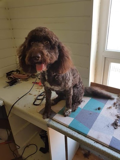 Photo associated with Scooby-doo dog groomers