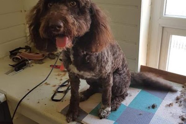 Photo associated with Scooby-doo dog groomers