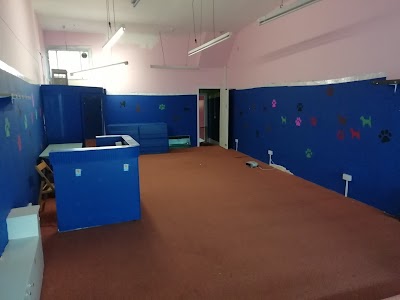 Photo associated with Scooby-doo dog groomers