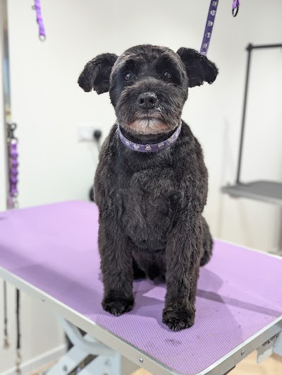 Photo associated with Tangled Dog Grooming Salon