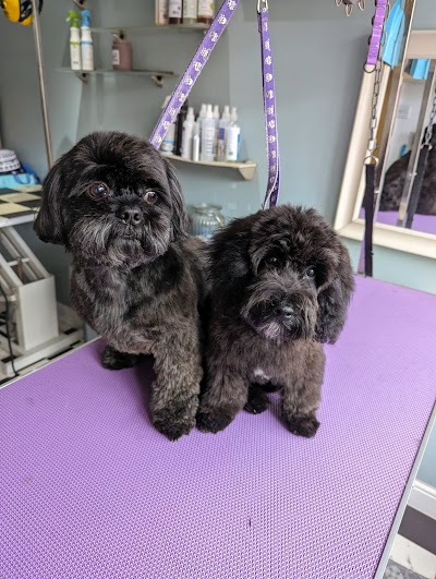 Photo associated with Tangled Dog Grooming Salon