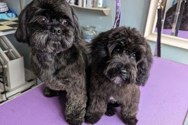 Photo associated with Tangled Dog Grooming Salon