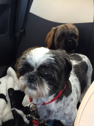Photo associated with Tangled Dog Grooming Salon