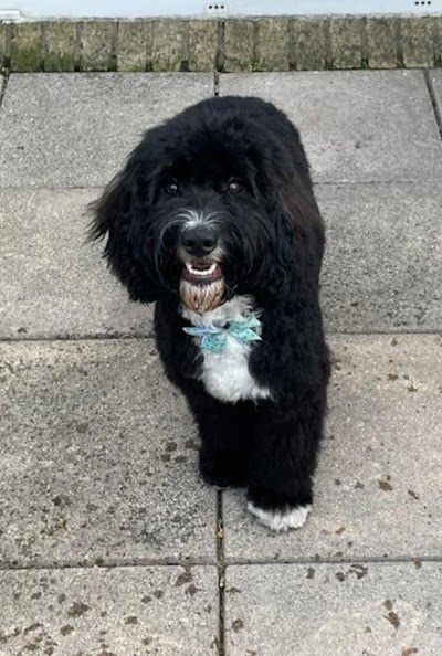 Photo associated with Best Paw Forward