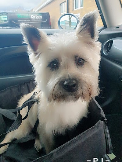 Photo associated with Best Paw Forward