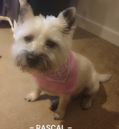 Photo associated with Best Paw Forward