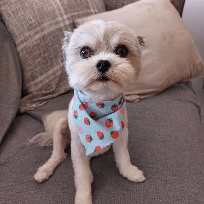 Photo associated with Sassy Pooch Dog Grooming and Boutique