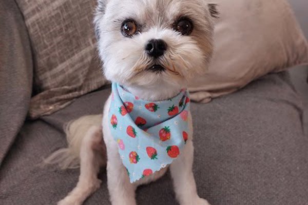 Photo associated with Sassy Pooch Dog Grooming and Boutique