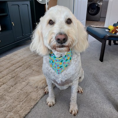 Photo associated with Sassy Pooch Dog Grooming and Boutique