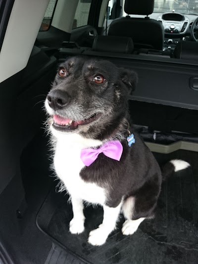 Photo associated with Wagz Dog Grooming
