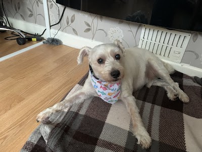 Photo associated with Wagz Dog Grooming