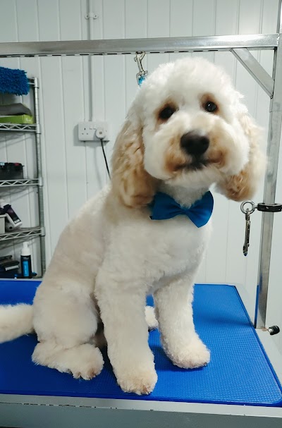 Photo associated with Wagz Dog Grooming
