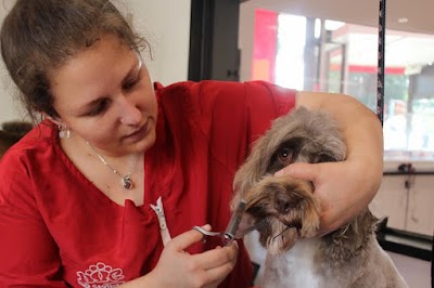 Photo associated with Comb and Collars Grooming Studio