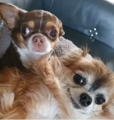 Photo associated with Comb and Collars Grooming Studio
