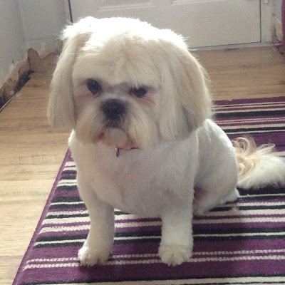 Photo associated with Clipperz dog grooming & Sharpening service