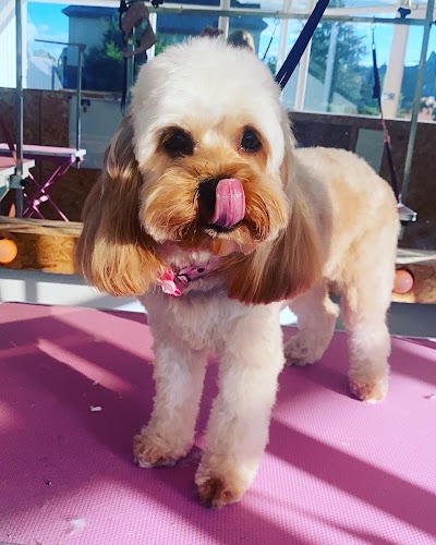 Photo associated with Groom palace Harrogate Dog Grooming pet Groomers