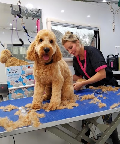 Photo associated with Groom palace Harrogate Dog Grooming pet Groomers
