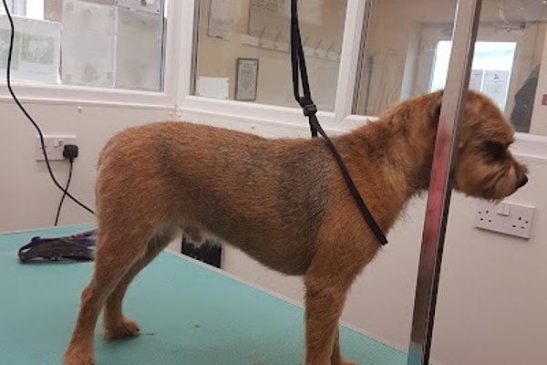 Photo associated with Waggs Wash & Go Grooming Salon