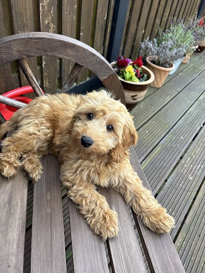 Photo associated with The Groomers Liverpool