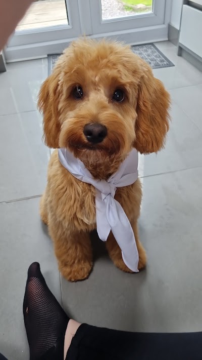 Photo associated with The Groomers Liverpool