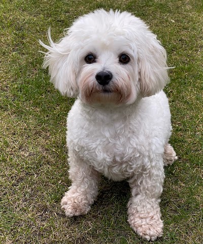 Photo associated with The Groomers Liverpool