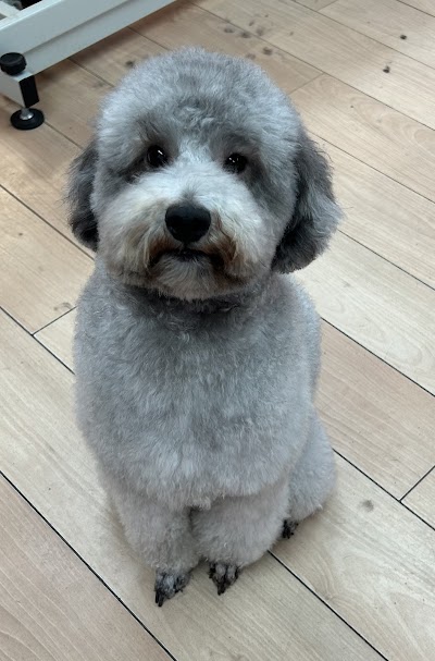 Photo associated with Vanity fur dog grooming