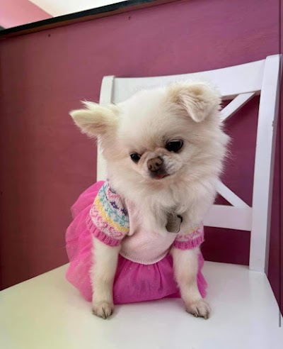 Photo associated with Vanity fur dog grooming