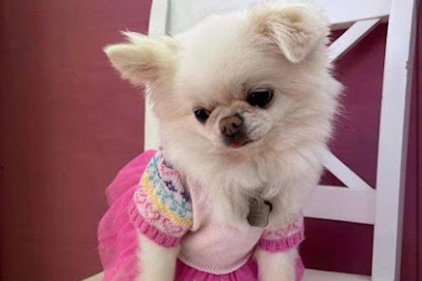 Photo associated with Vanity fur dog grooming