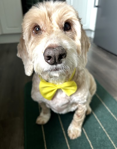 Photo associated with Woof-Woof Land Dog Groomer