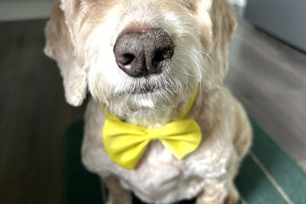 Photo associated with Woof-Woof Land Dog Groomer