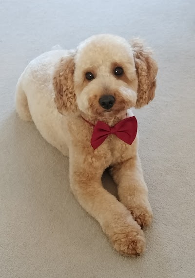 Photo associated with Woof-Woof Land Dog Groomer