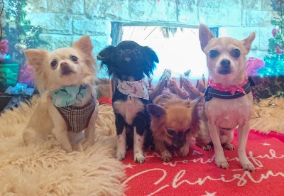 Photo associated with Woof-Woof Land Dog Groomer
